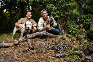Hunting Leopard