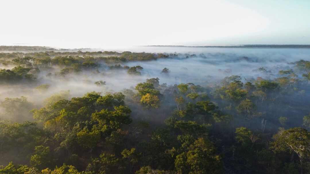 African forest